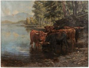 Highland Cattle In A Lake Highland Cattle In A Lake