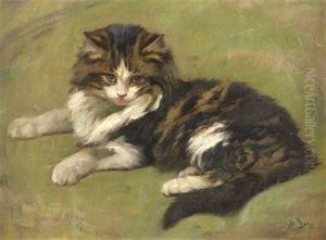 Cat Study Cat Study