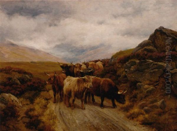 Highland Cattle On A Mountain Track - view 1