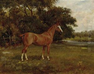 A Chestnut Hunter In A Paddock