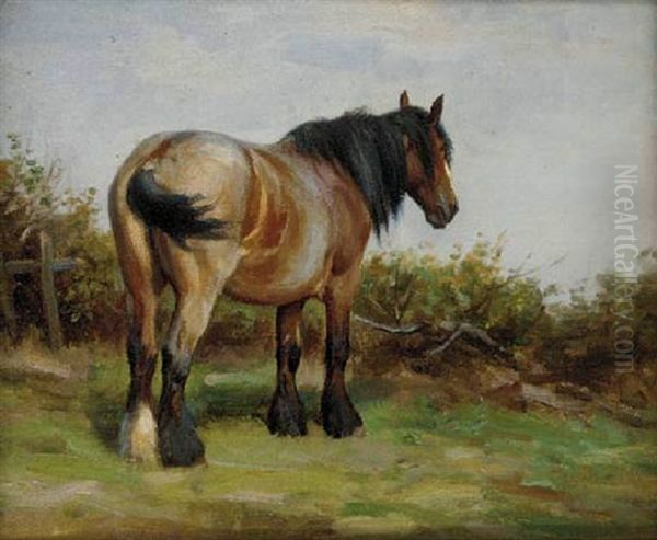A Pony In A Field - view 1