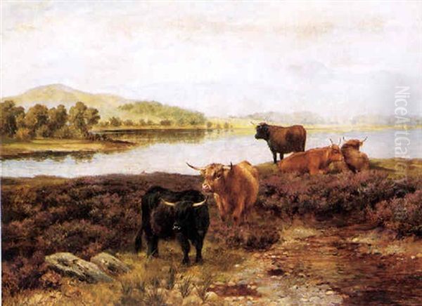 Higland Cattle Resting - view 1