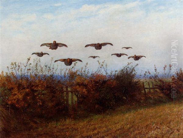 Partridges Flying Low - view 1