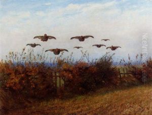 Partridges Flying Low