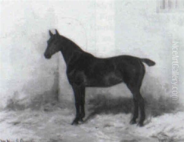 Chesnut Hunter - view 1