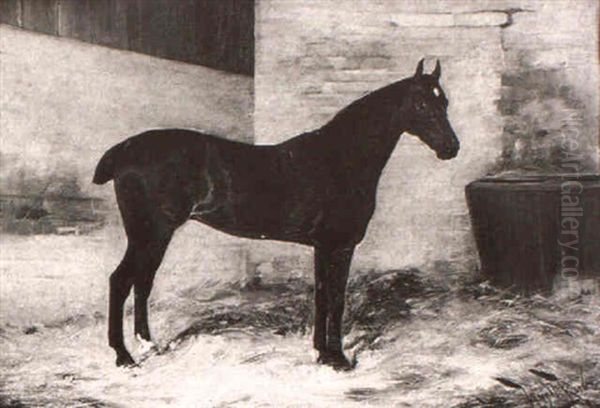 A Dark Bay Horse In A Stable - view 1