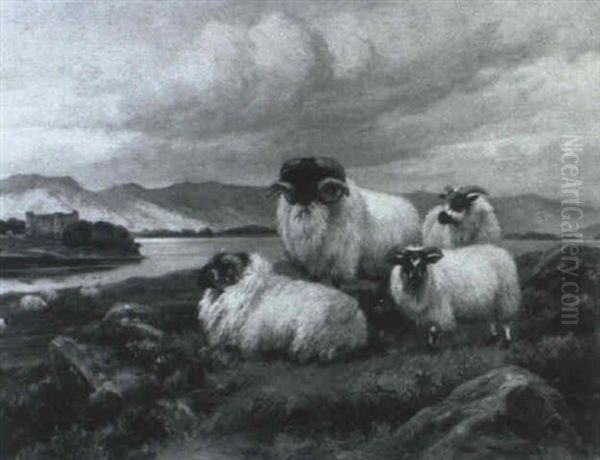 Sheep In A Highland Landscape - view 1