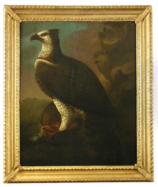 Study Of An African Martial Eagle Holding A Barbary Partridge In Its Talons - view 1