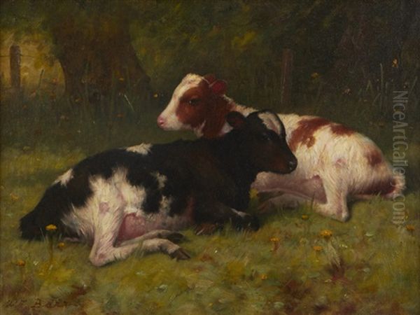Resting Calves - view 1