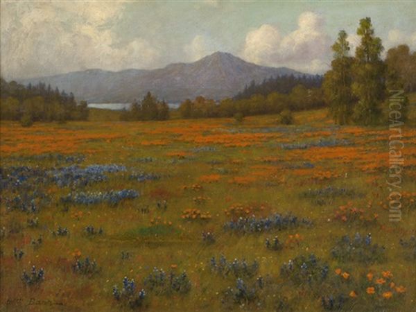 Poppy And Lupine Landscape - view 1