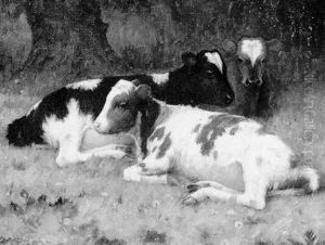 Calves Resting
