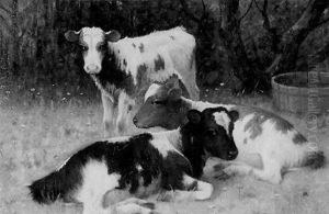 Calves Resting In A Spring Pasture by William Barr