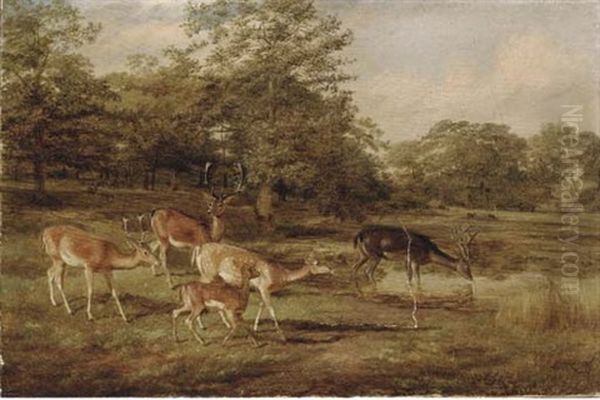 Stags And Hinds - view 1