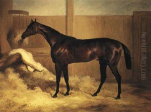 Mr. F.l. Popham's Brown Colt, Wild Dayrell In A Loose Box