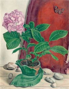 Hortensia by Aime Victor Barraud