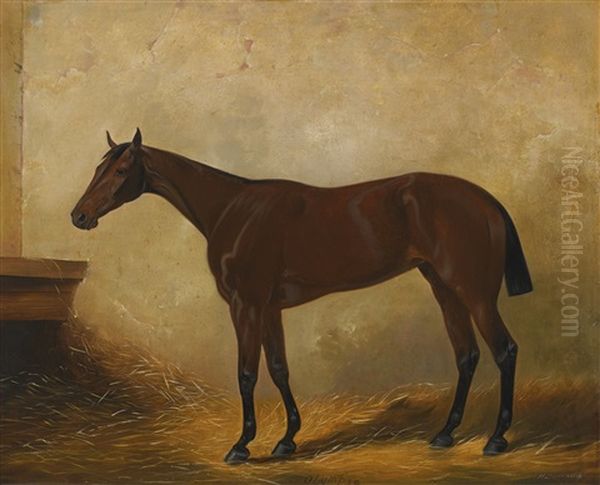 Olympia, A Dark Bay Racehorse In A Loose Box - view 1