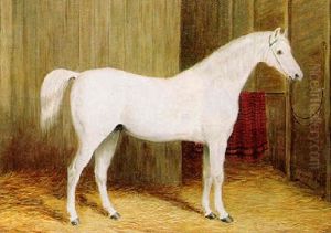 A Grey Hunter In A Stable