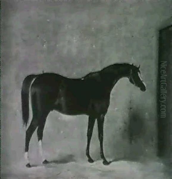 St Albans, A Chestnut Racehorse In A Stable - view 1
