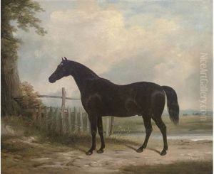 "plato", The Property Of The Marquess Of Hastings by William Barraud