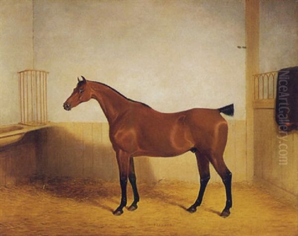 Portrait Of A Chestnut Horse, "peacock", Standing In A Stall - view 1