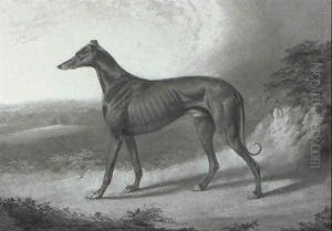 Greyhound by William Barraud