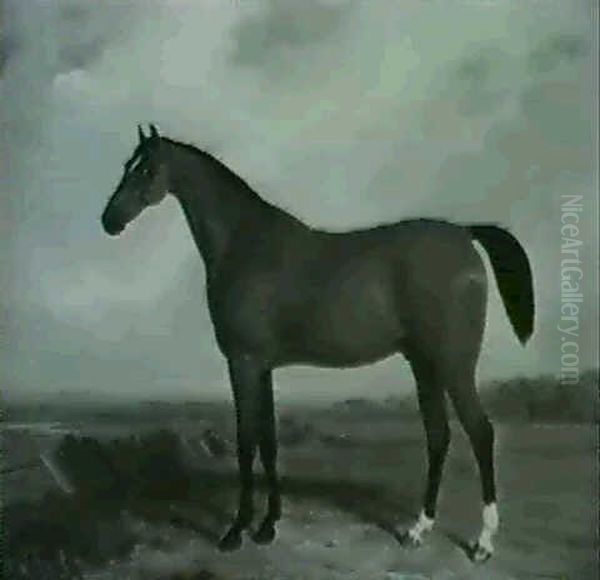 Bay Stallion - view 1