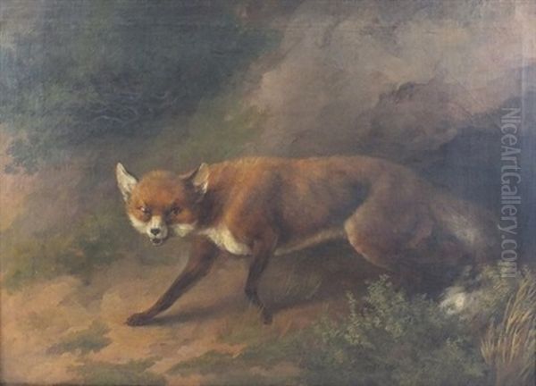 Fox In A Woodland Clearing - view 1