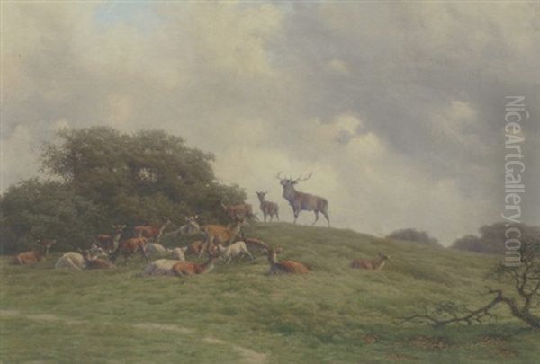 Kronhjort Med Sin Rudel I Dyrehaven - view 1