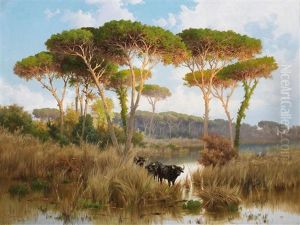 Wasserbuffel In Der Romischen Campagna