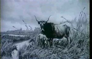 Long Horned Cow With Calf By A River Long Horned Cow With Calf By A River