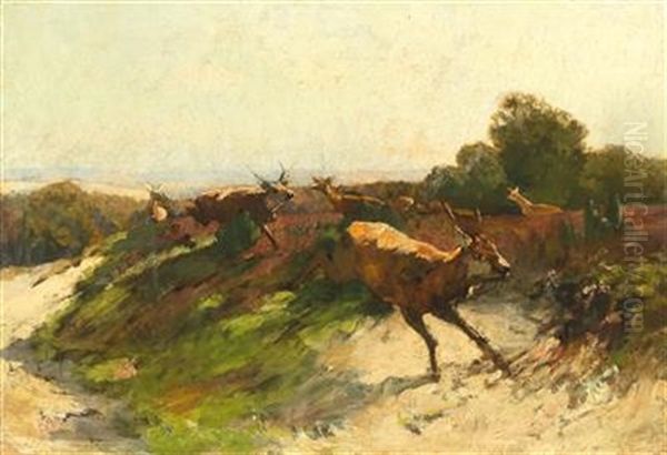 Red Deer In Flight - view 1