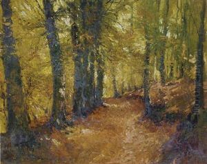 A Forest Walk A Forest Walk