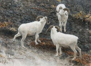 Alaska-dall Sheep by Robert Bateman