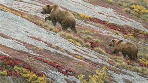 Alaskan Autumn Grizzlies by Robert Bateman