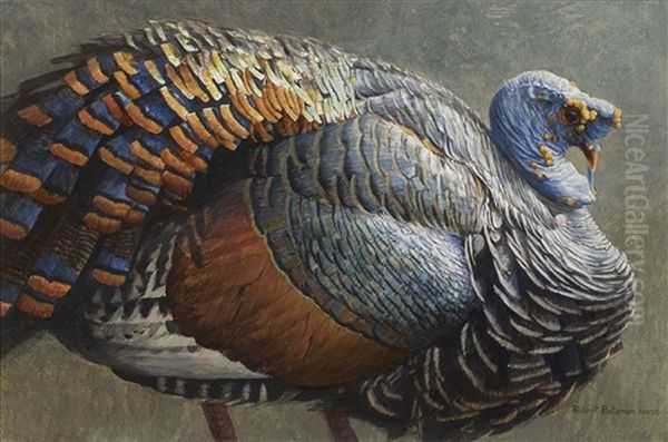 Ocellated Turkey - view 1
