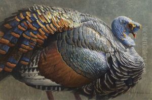 Ocellated Turkey