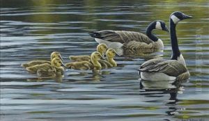 Canada Geese With Young