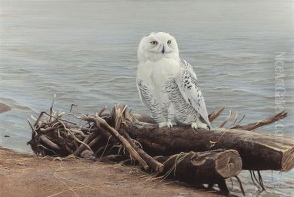 Snowy Owl On Driftwood - view 1
