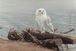 Snowy Owl On Driftwood by Robert Bateman