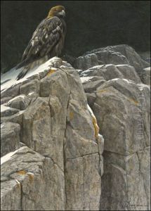 Upon The Crag - Golden Eagle