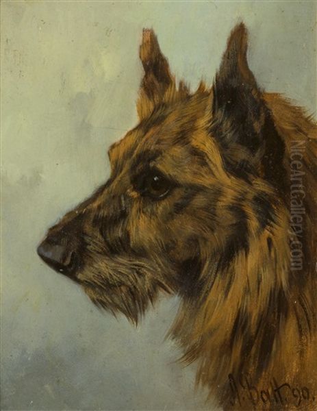 Scottish Terrier Head Study - view 1