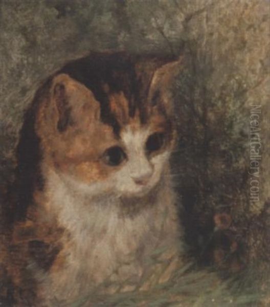 Study Of A Kitten - view 1