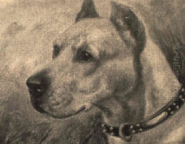 The Champion Boarhound 'emma Of Redgrave' - view 1