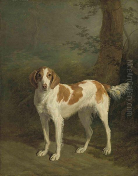 Dash, A Setter In A Wooded Landscape - view 1