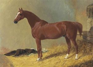 A Bay Racehorse In A Stall