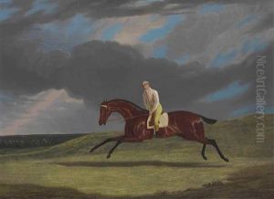 Corduroy,' A Bay Racehorse, With A Jockey Up, Galloping On A Racecourse
