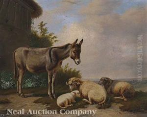 Burro With Sheep Burro With Sheep
