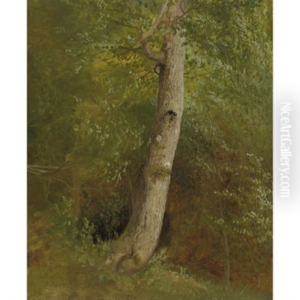 A Tree (study) - view 1