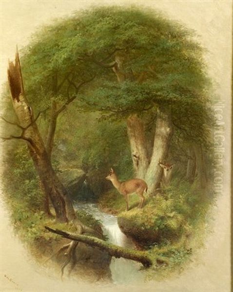 Deer In The Forest Clearing - view 1