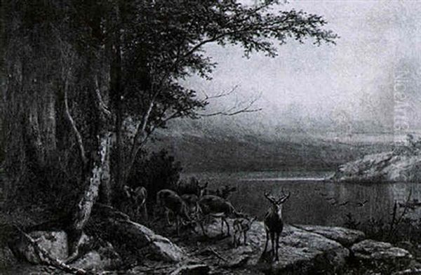 Deer By The Lake - view 1